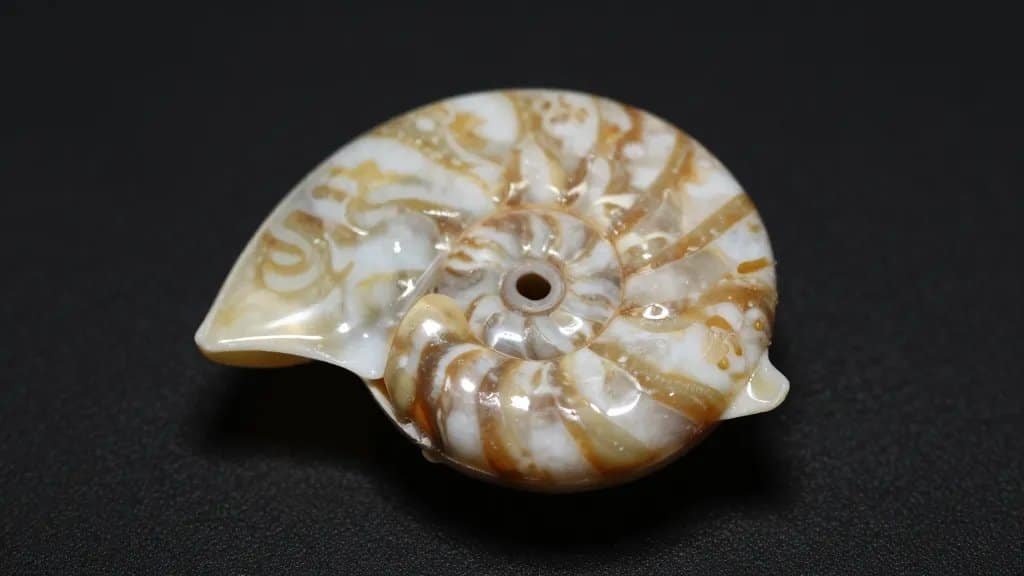 Polished ammonite fossil closeup on matte black background